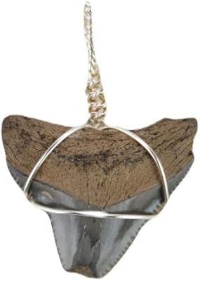 Megalodon Shark Tooth Pendant Necklace